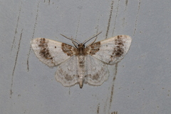 Hydrelia condensata