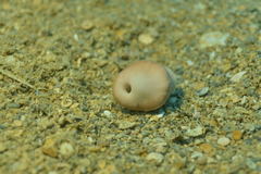 Heteropsammia cochlea