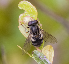 Parhelophilus rex
