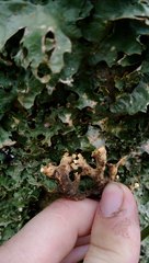 Pseudocyphellaria carpoloma