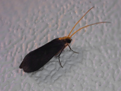 Nyctiophylax