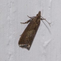 Dichrorampha acuminatana