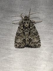Acronicta fragilis