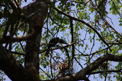 Pteroglossus inscriptus