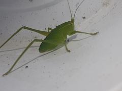 Tettigoniidae
