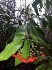 Photinia davidiana