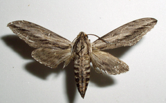 Sphinx dollii