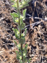Heterotheca vespertina