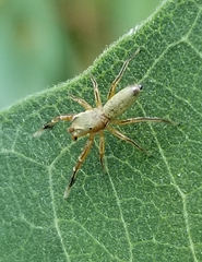 Tutelina similis