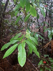 Photinia davidiana