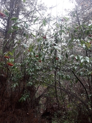 Photinia davidiana