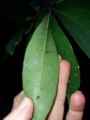 Photinia davidiana