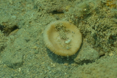 Cycloseris cyclolites