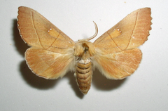 Nadata
