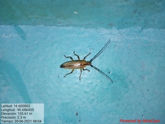 Stenosphenus vitticollis