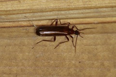 Dendroides ephemeroides