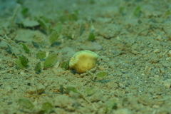 Heteropsammia cochlea