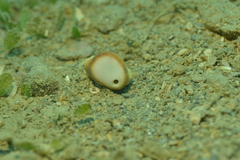 Heteropsammia cochlea