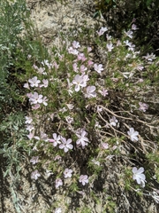 Linanthus
