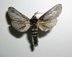 Inguromorpha itzalana