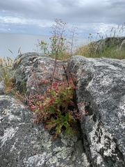 Heuchera micrantha diversifolia