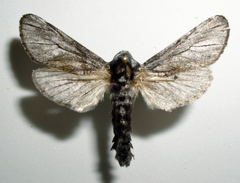 Inguromorpha itzalana