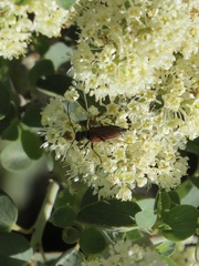 Anastrangalia sanguinea