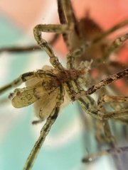 Ammothea hilgendorfi