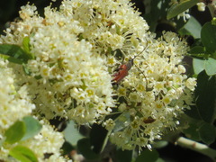 Anastrangalia sanguinea