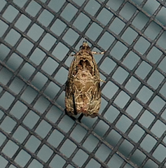Olethreutes tilianum