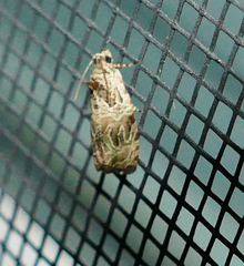 Olethreutes tilianum