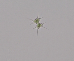 Xanthidium octocorne