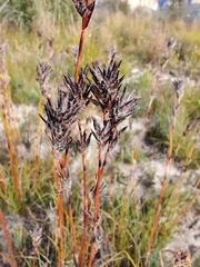 Schoenus villosus