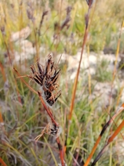 Schoenus villosus