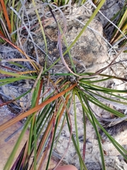 Schoenus villosus