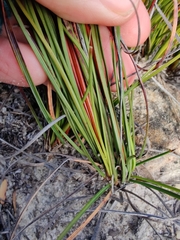 Schoenus villosus