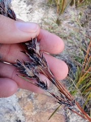 Schoenus villosus