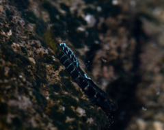 Kelloggella oligolepis