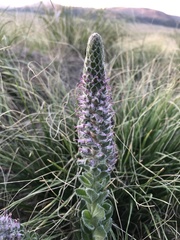 Veronica plantaginea