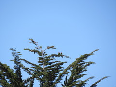 Psittacara erythrogenys