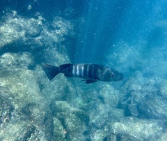 Lutjanus novemfasciatus
