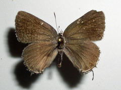 Satyrium polingi