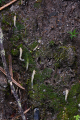 Multiclavula corynoides