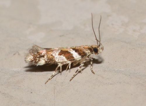Pink-washed Aristotelia Moth photo 2