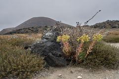 Dudleya cultrata