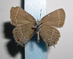 Satyrium polingi