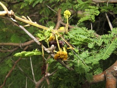 Vachellia kosiensis