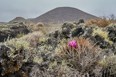 Ferocactus fordii borealis