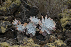 Dudleya anthonyi
