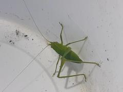 Tettigoniidae